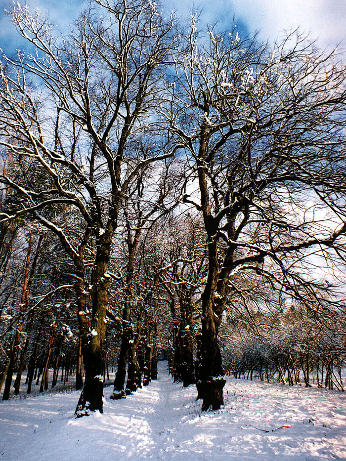 ������ ���� ������