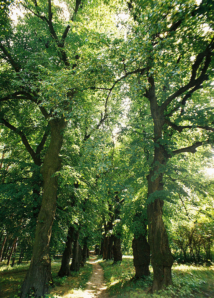 ������ ���� - �������� ���� ��������� �.�. ��������